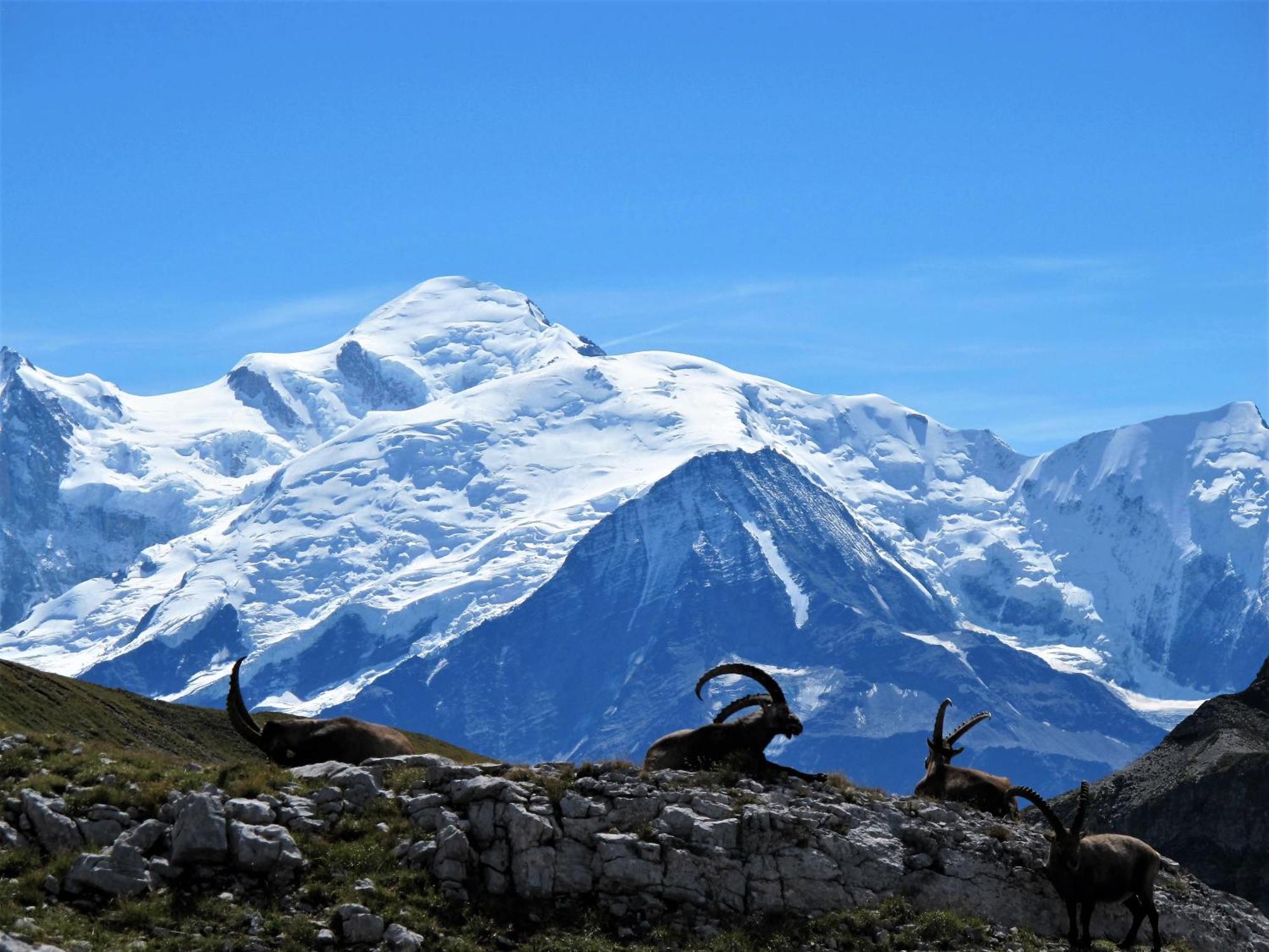 Vintage Chic -Central, Wifi, Mountain View Les Carroz d'Araches Eksteriør bilde